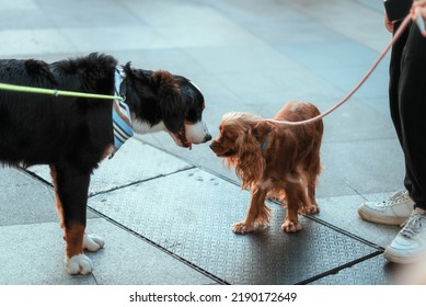 Two Dogs Are Trying To Getting To Know Each Other