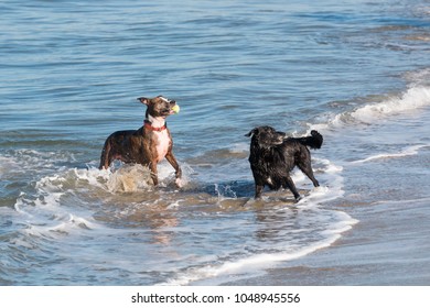 Two dogs waiting for a ball to be thrown at Dog Beach at Ocean Beach in San Diego, California. 