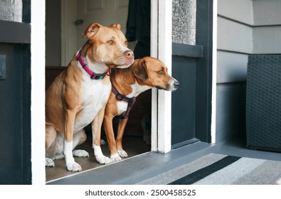 Two dogs waiting by door to go for a walk. Obedience training of 2 bonded dog friends to wait for the release. Door guarding behavior. Female Boxer Pitbull and female Harrier mix. Selective focus. - Powered by Shutterstock