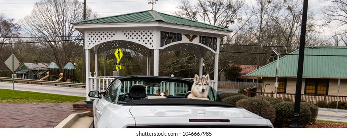 Two Dogs Waiting in a Convertable