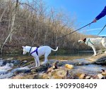 Two dogs walking on leash at Roaring River State Park balancing on rocks along the shoreline gazing in wonder at the white water rapids 