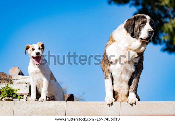 Two dogs watching over a construction fence\
with the blue sky in the\
background.