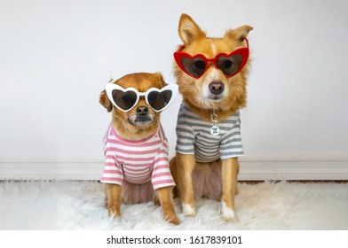 犬 サングラス の写真素材 画像 写真 Shutterstock