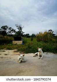 Two Dogs Are White, In A Garden. Tebrau Malaysia, January 2019