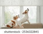 Two dogs in an window, howling, guarding and barking at what they see outside.