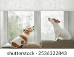 Two dogs in an window, howling, guarding and barking at what they see outside.