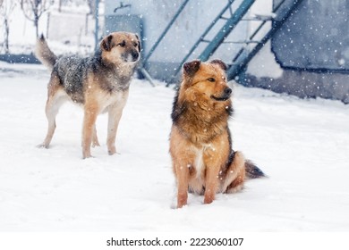 Two Dogs In The Winter During The Snowfall In The Farm Yard