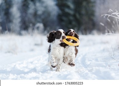 two dogs in the winter in the snow. Springer Spaniel plays in snow nature, outdoors