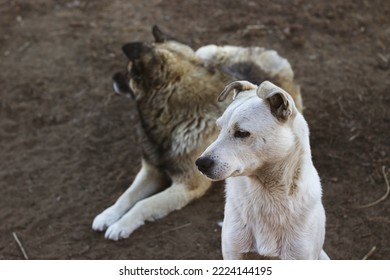 Two Dogs In The Yard