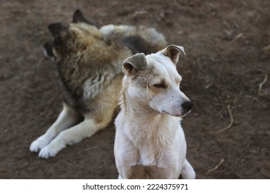 Two Dogs In The Yard