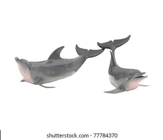 Two Dolphin Isolated On White Background