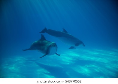 1 Dolphin looks ahead Images, Stock Photos & Vectors | Shutterstock