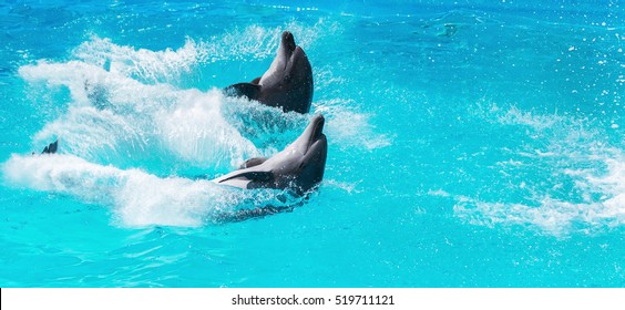 two dolphins frolic in the blue clear water, selective focus