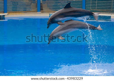 Two dolphins jump out from the water, snapped in Hong Kong Ocean Park