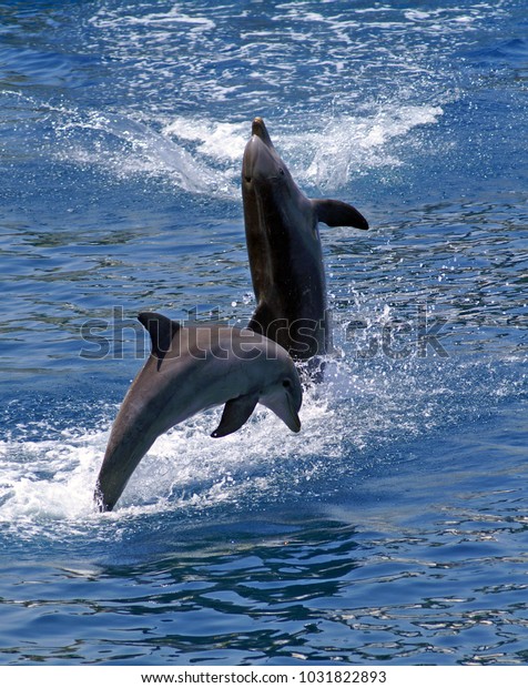 Two dolphins jump out of\
the water