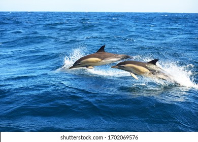 160,754 Dolphin Images, Stock Photos & Vectors | Shutterstock