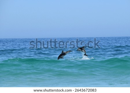 Two dolphins jumping out of the ocean water in a clear blue sea under a bright sky in Cape Town Camps Bay Beach