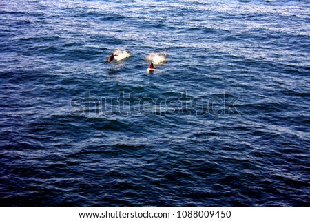 Two dolphins jumping and playing in the ocean