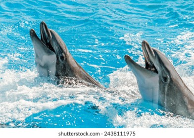 Two Dolphins Swim in the Pool and Ask for Fish Food. Sided Couple of Dolphins Play in Blue Waters. Ocean Life Photography. - Powered by Shutterstock