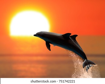 Two Dolphins Swimming In Sunset