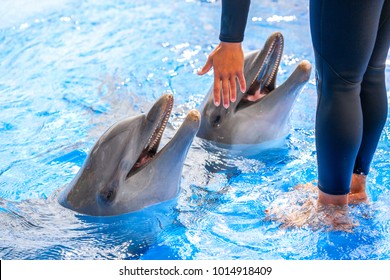 Two dolphins swimming to the trainer to get food