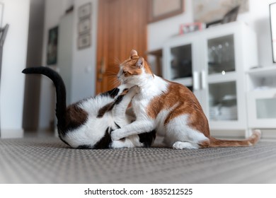 Two Domestic Cats Play Together On The Carpet 2