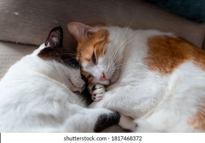 Two Domestic Cats Sleep Together On Stock Photo 1817468372 | Shutterstock