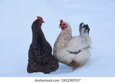Two domestic chickens in the snow. One bird is dark, the other is light. Funny pet birds in winter
