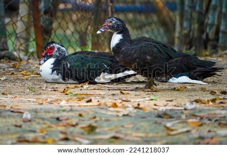 Two Domestic muscovy ducks,One muscovy duck is standing and another muscovy duck is sitting.Red face ducks.White, black and red Muscovy duck in nandavan zoo of raipur, chhattisgarh