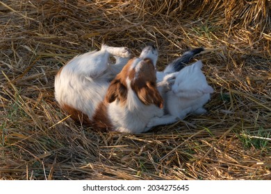 Two Domestic Pets, A Dog And A Cat Are Playing Wrestling Games On Straw, Unusual Animal Friendship In Countryside