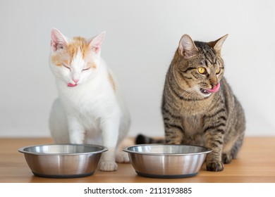 135,783 Cat food Stock Photos, Images & Photography | Shutterstock