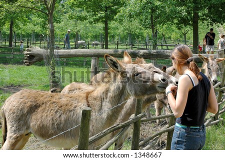Two donkeys being fed by a teen girl.