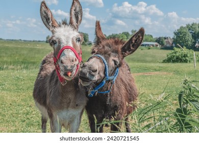 two donkeys in the field, one donkey holding a carrot in his mouth