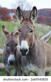 Two donkeys in the meadow