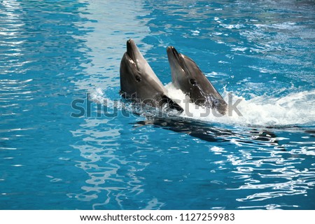 Two dophins dancing in water