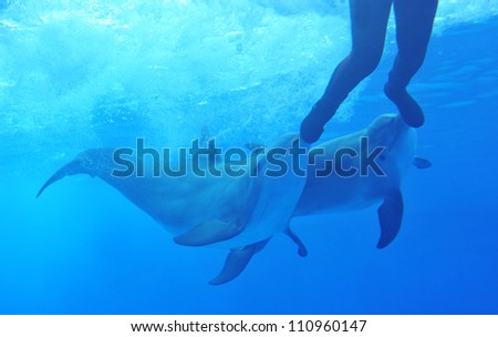 two dophins playing with a man in a aquarium