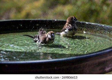 Two Double Bar Finches Enjoy A Splash In Green Bird Bath In The Sun With Plants In The Background.