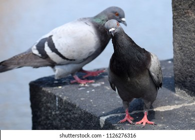 two doves, one dove looking at the camera