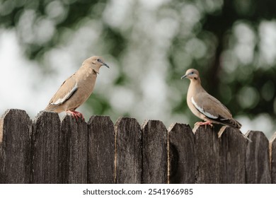 Two doves perched on a rustic wooden fence, surveying their environment with curiosity - Powered by Shutterstock