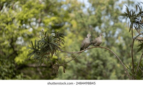 Two doves perched on a tree branch with a blurred green background. The natural setting and bird interaction create a tranquil scene. - Powered by Shutterstock