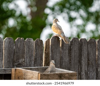 Two doves perched on a wooden fence looking in opposite directions, with a natural backdrop - Powered by Shutterstock