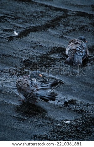 Similar – Image, Stock Photo romantic walk!!! Pigeon