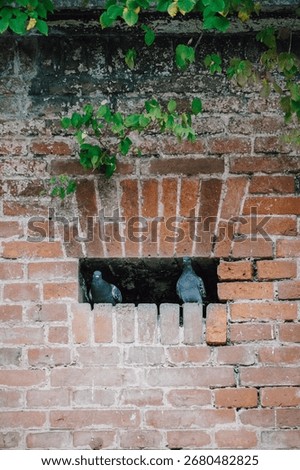 Two doves sitting in a red brick wall in a public park in Ulm, Germany