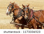 Two draft horses harnessed up and hitched to the wagon at the Colfax threshing bee in Colfax, Washington.