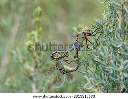 Two dragonflies form a mating wheel on a plant
