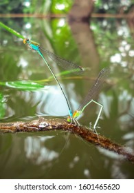 Two dragonflies mating on a leaf expressing love to each other
