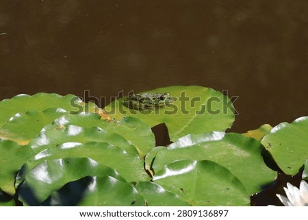 two dragonflies on a stem