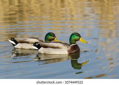 Two Drake - Male Mallard Duck (lat. Anas Platyrhynchos) In The Pond. Well Visible Tail Curl