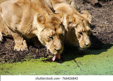 Two Drinking Zoo Lions