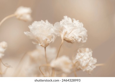 Two Dry light small white gypsophila romantic  flowers macro with blur background